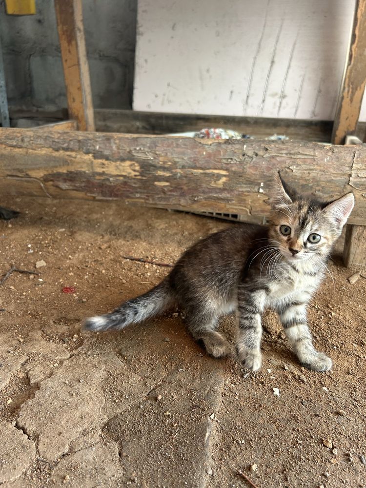 Котята ищут новый дом