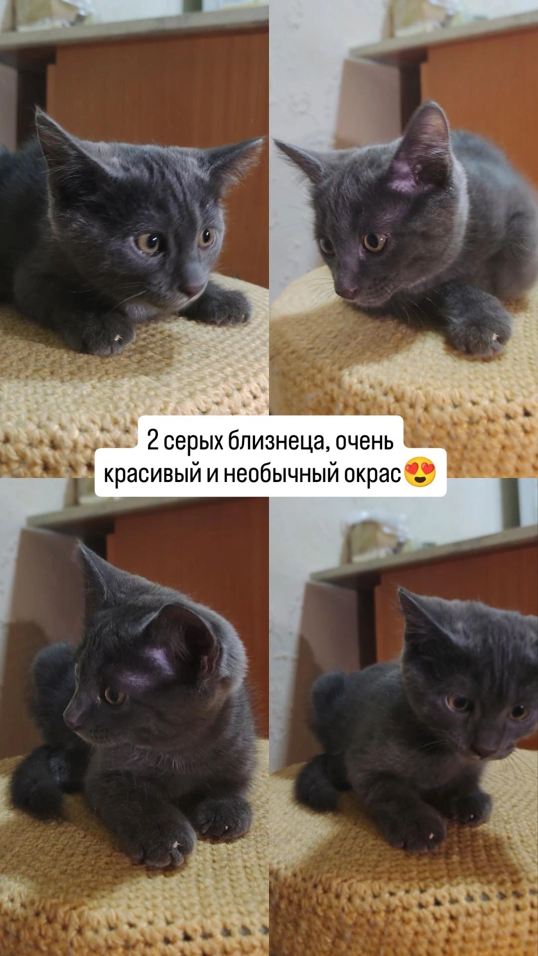 Котята, мальчики