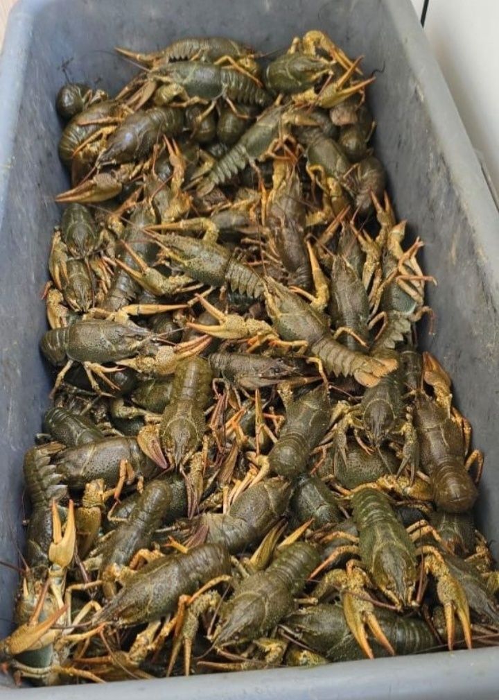 Продаю живых раков кг 2000 тг
