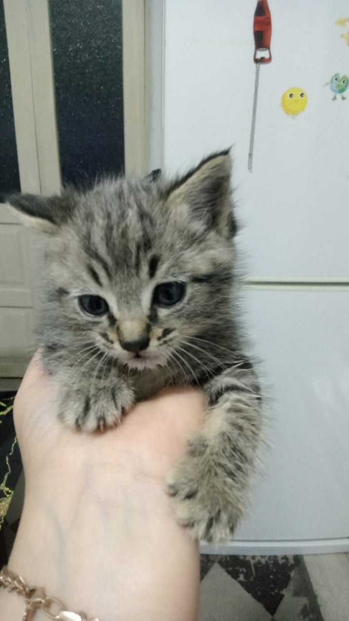Котята, мальчики