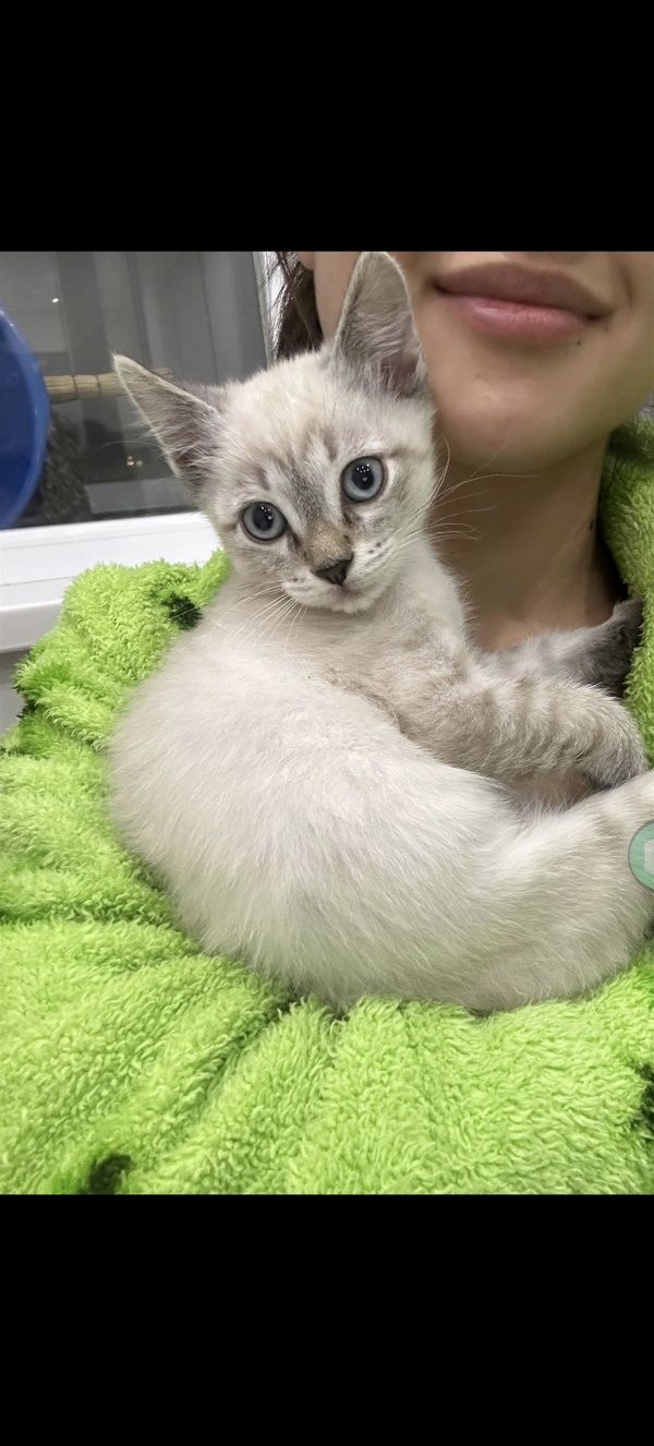 Котята пушистые  послушные кот и кошка