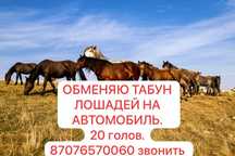Обмен Табун на Автомобиль