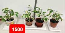 Продам фикус пятнистый, 1500тнг