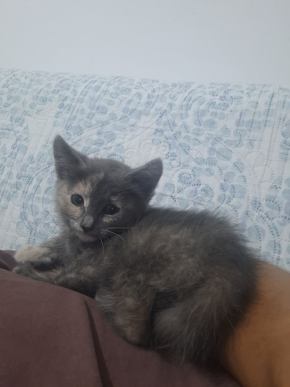 Котёнка девочка даром . Ей примерно чуть больше 2х месяцев от роду .