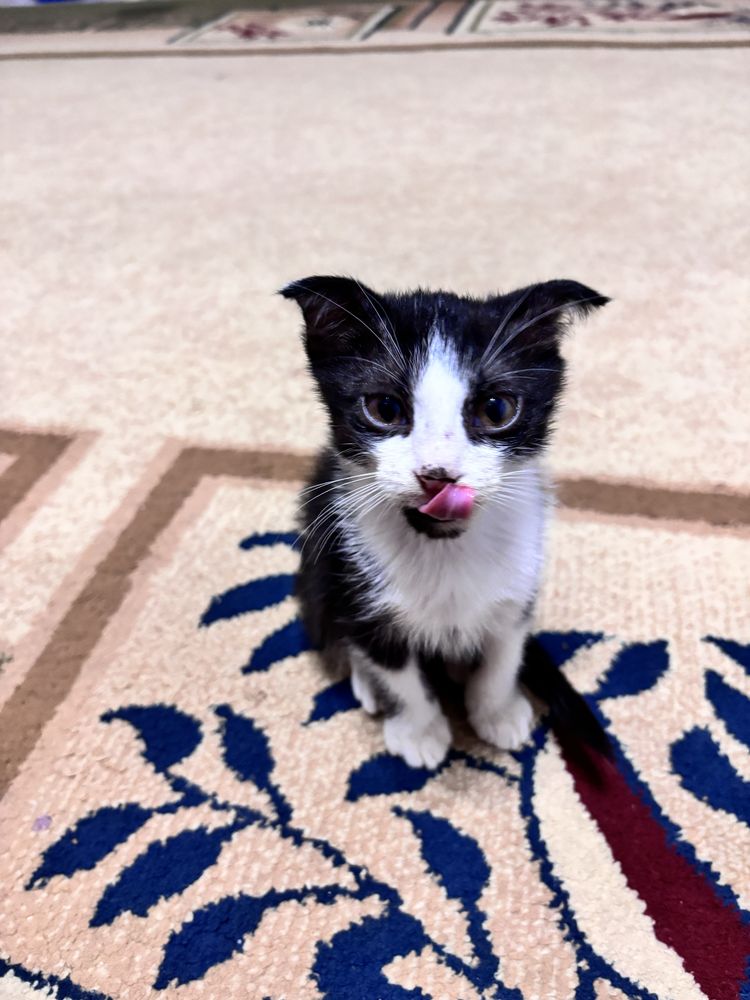 Отдам милого котика!