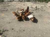 Продам домашних кур