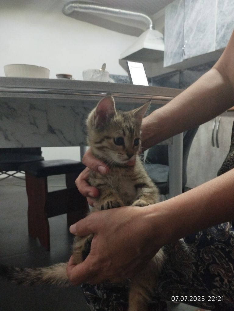 Котенок в добрые руки