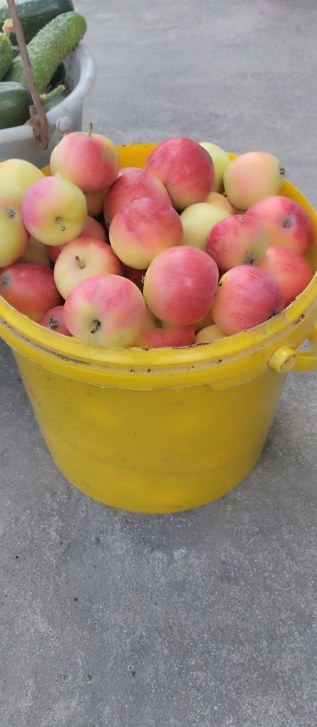 Продам яблоки дачные. Возможно доставка