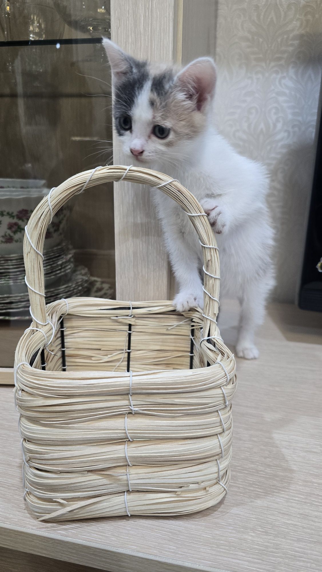 Отдам котят в надёжные руки.