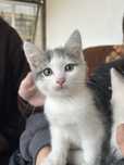 Срочно продам котнека
