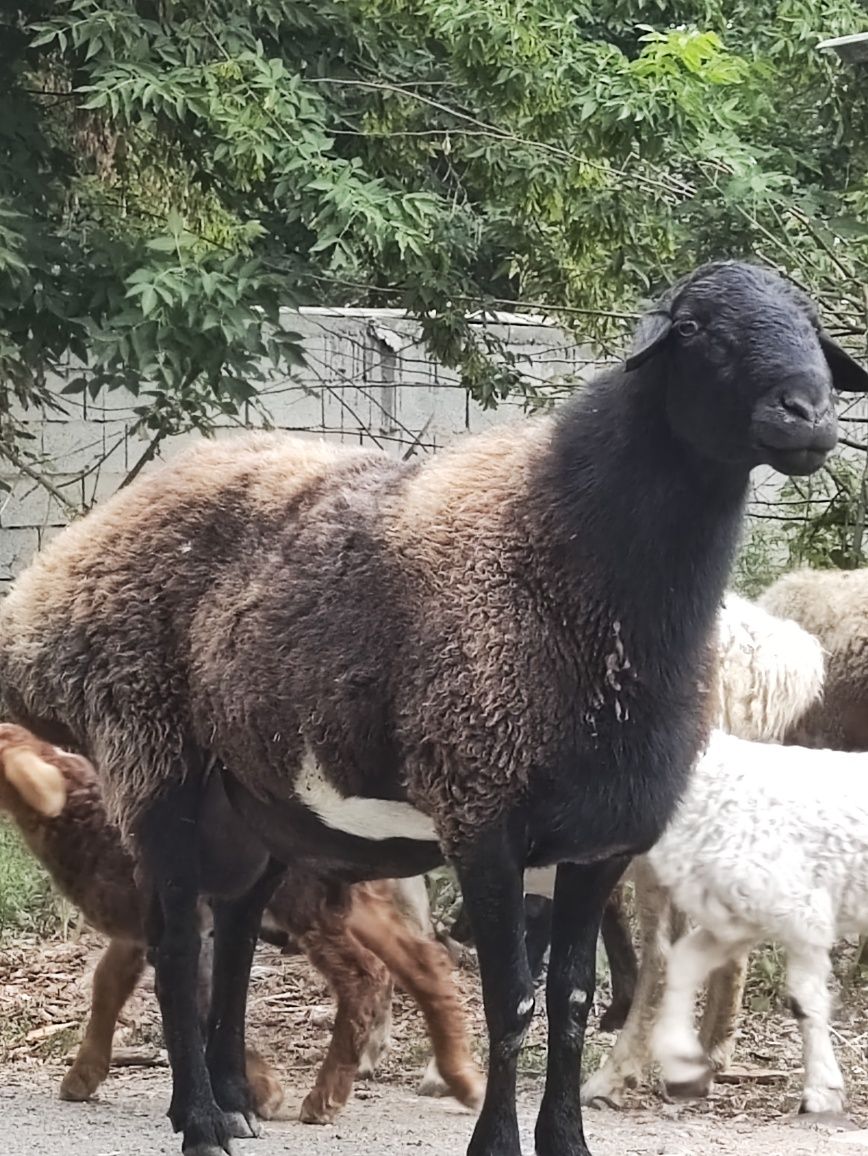 Срочно Продам Кошкара,котных маток либо с ягнятами.