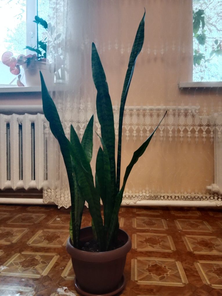 Продаю комнатные цветы