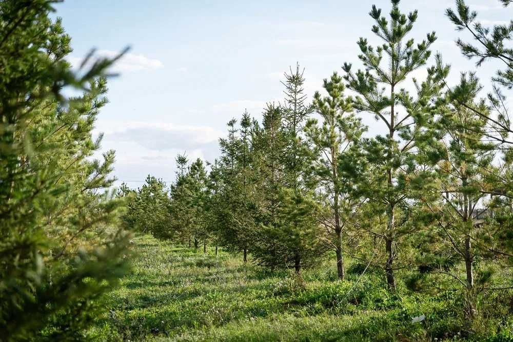 Большой участок под застройку в Косшы — выгодное предложение