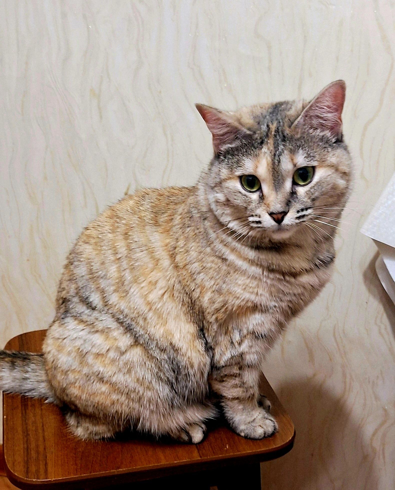 Полупородистая кошечка Сима.Стерелизована