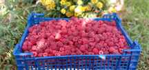 Малина  ежемалина  саженцы