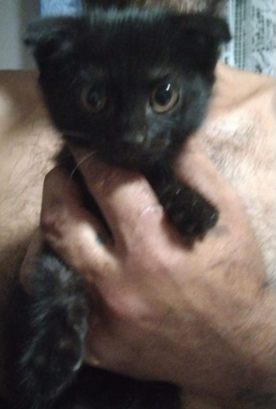 Котята от Шотландской кошки