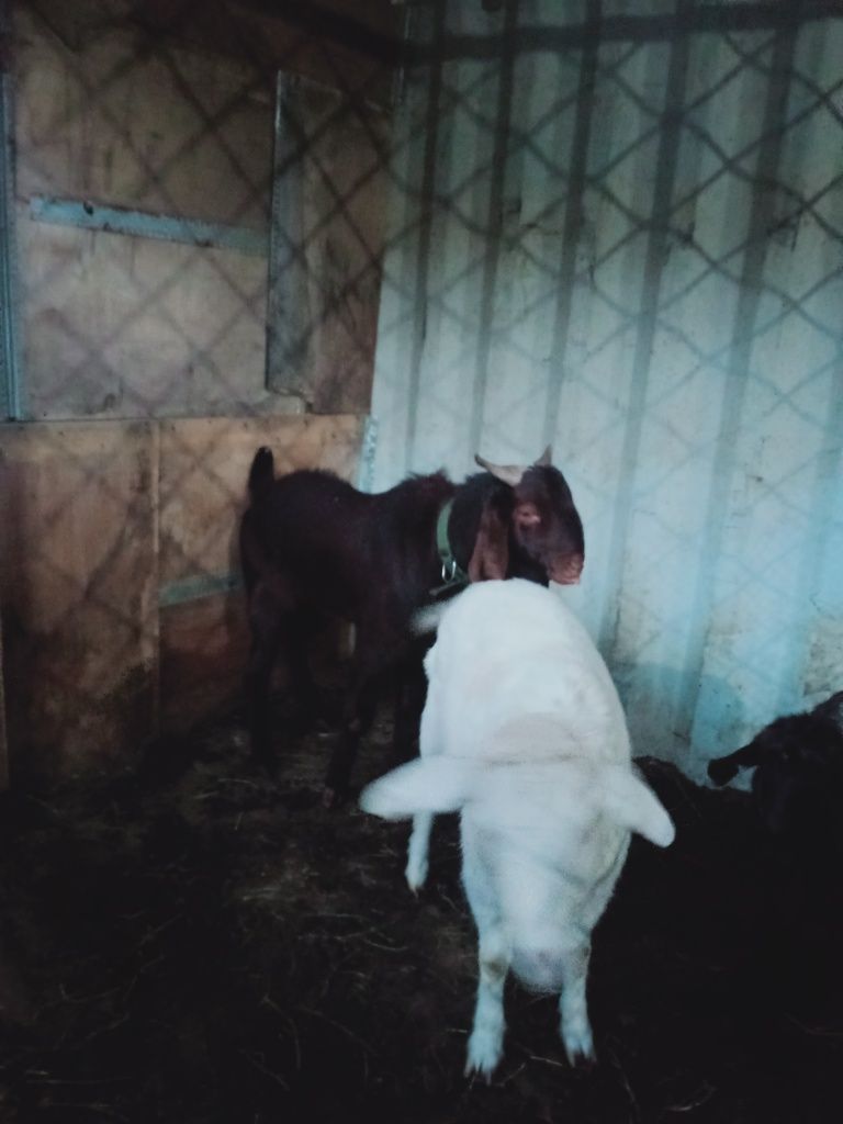 Продам Казу срочно