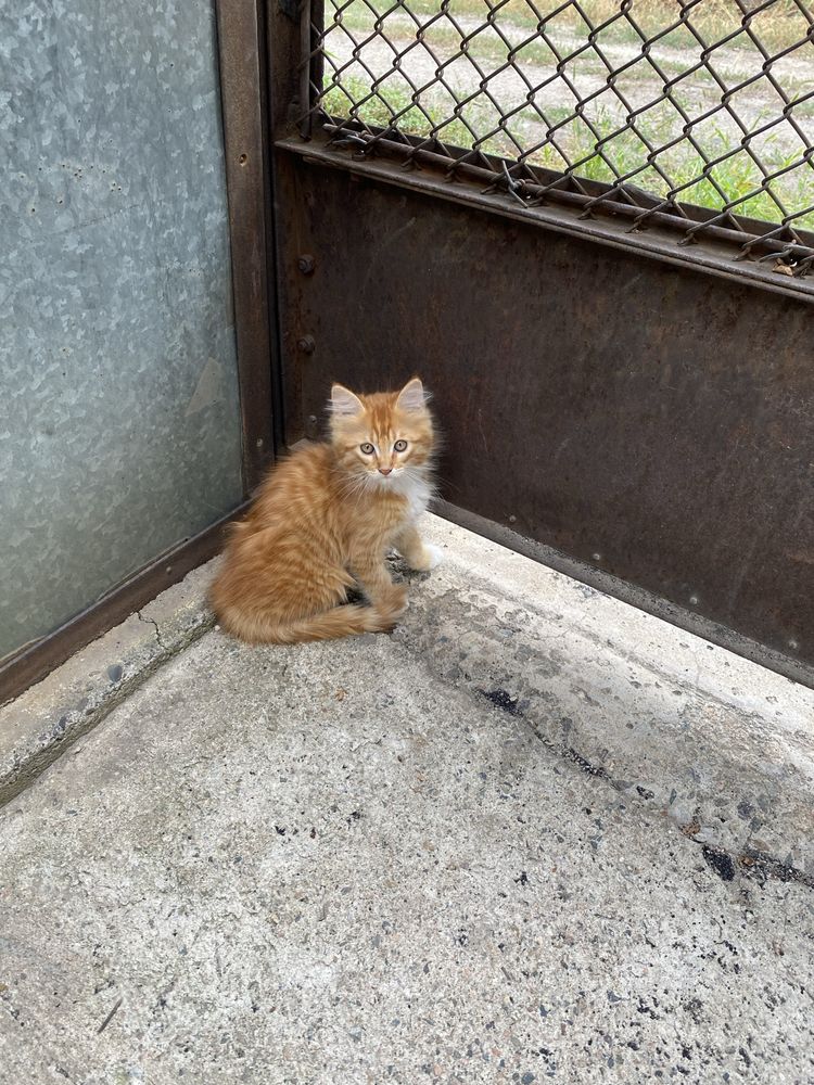 Котенка отдам бесплатно
