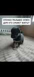 Щеночек в добрые руки