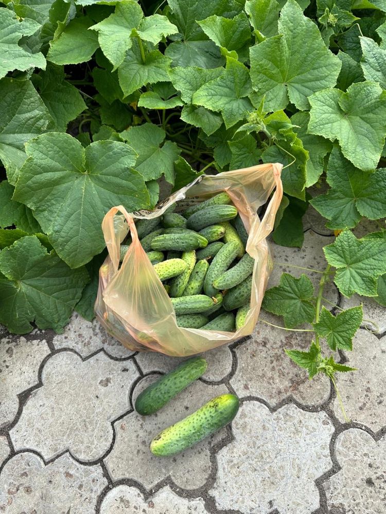 Продам домашние огурцы