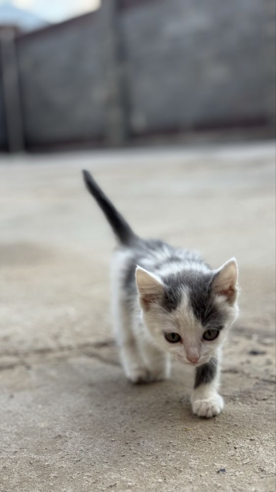 Отдам котят в добрые руки!