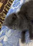 Котята маленькие сладкие