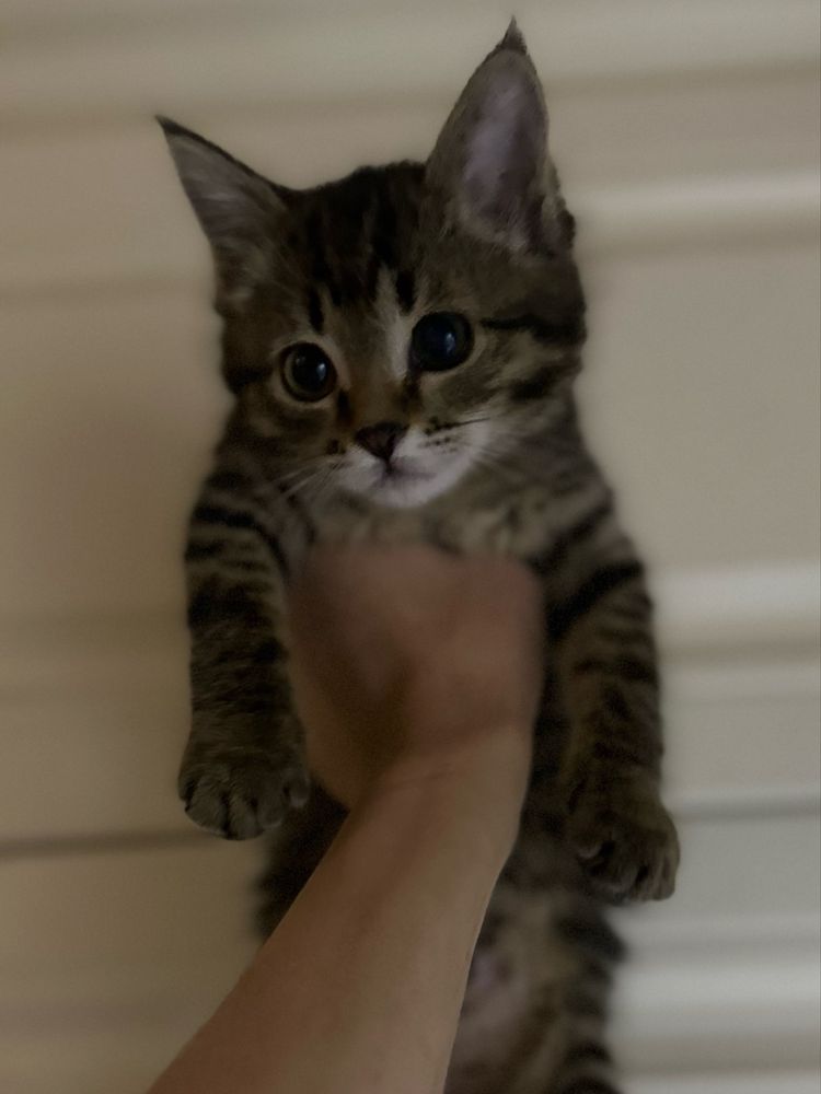 Котенок - девочка Кайя, 2 месяца