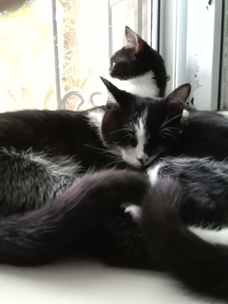 кошки Шымкент кошки