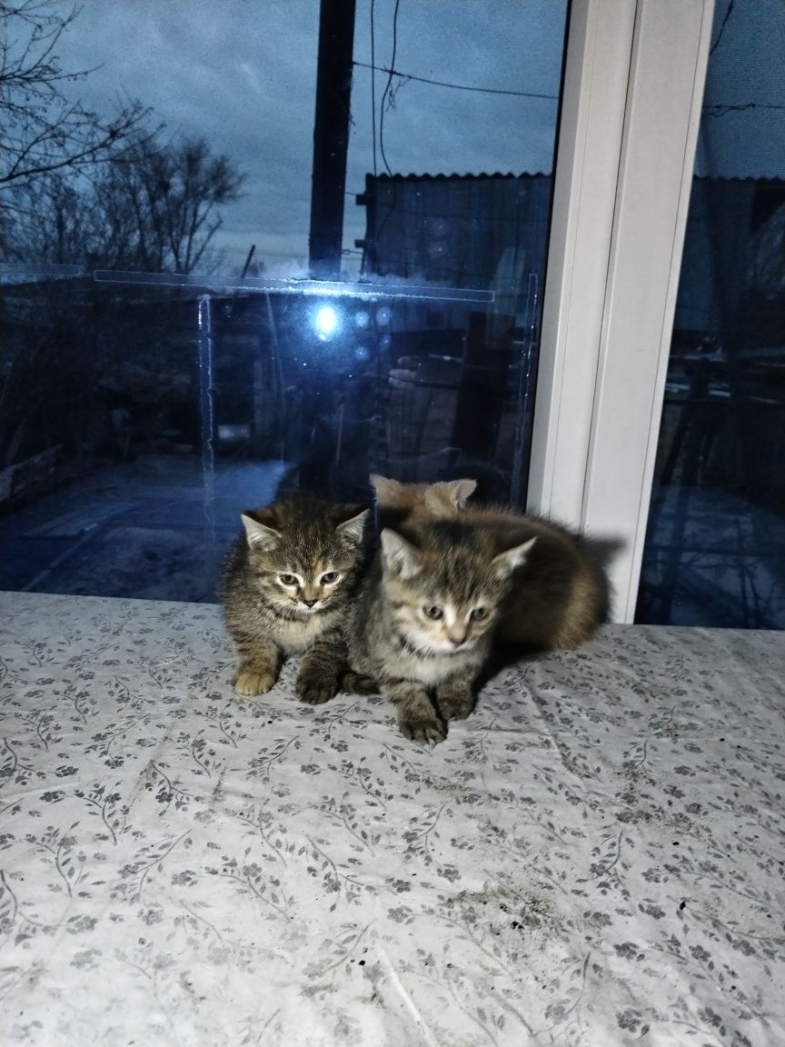 Котята в добрые руки бесплатно