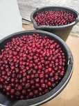 Продам вишню, крупная
