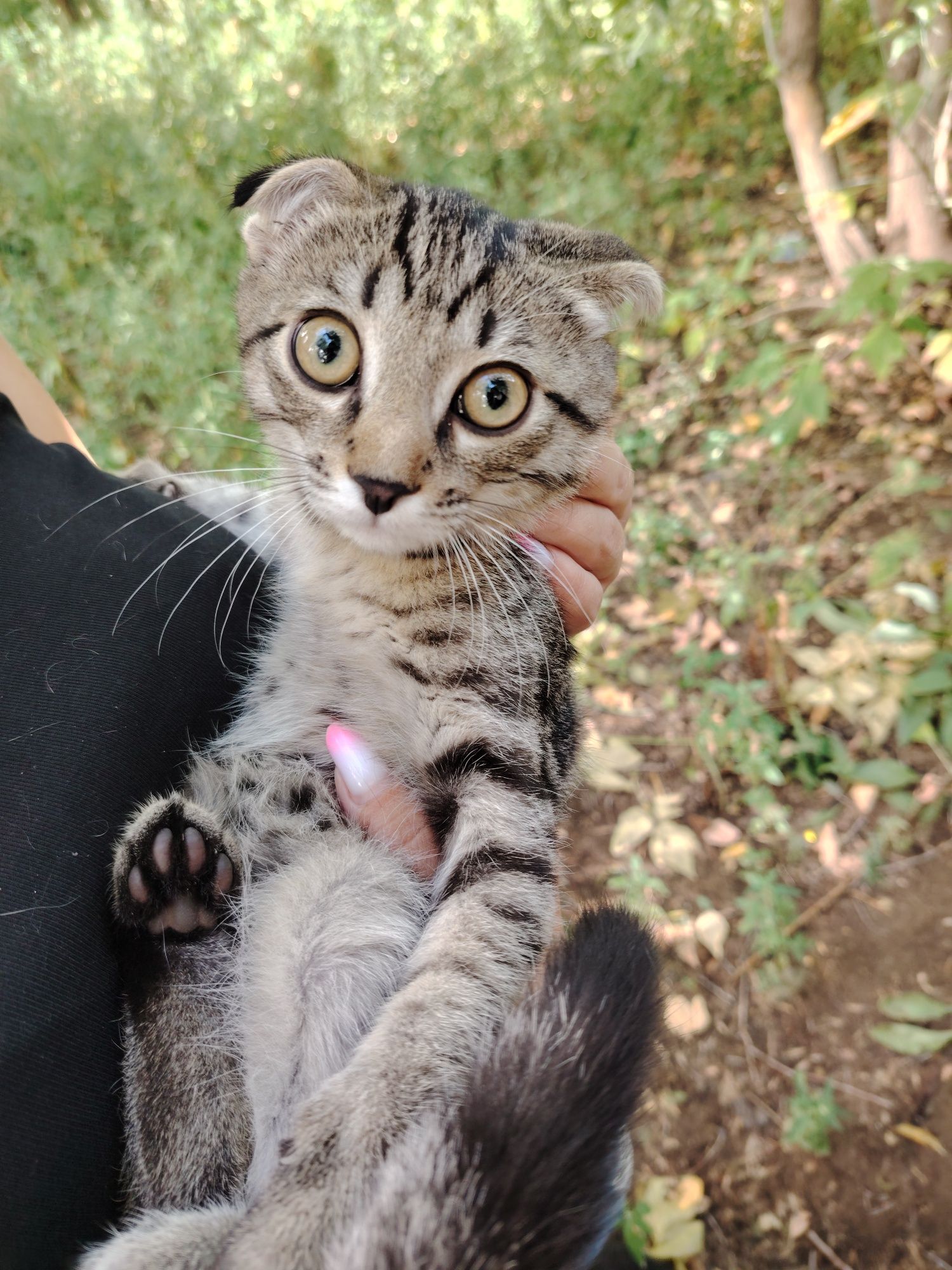 Срочно пристраивается вислоухий  котёнок