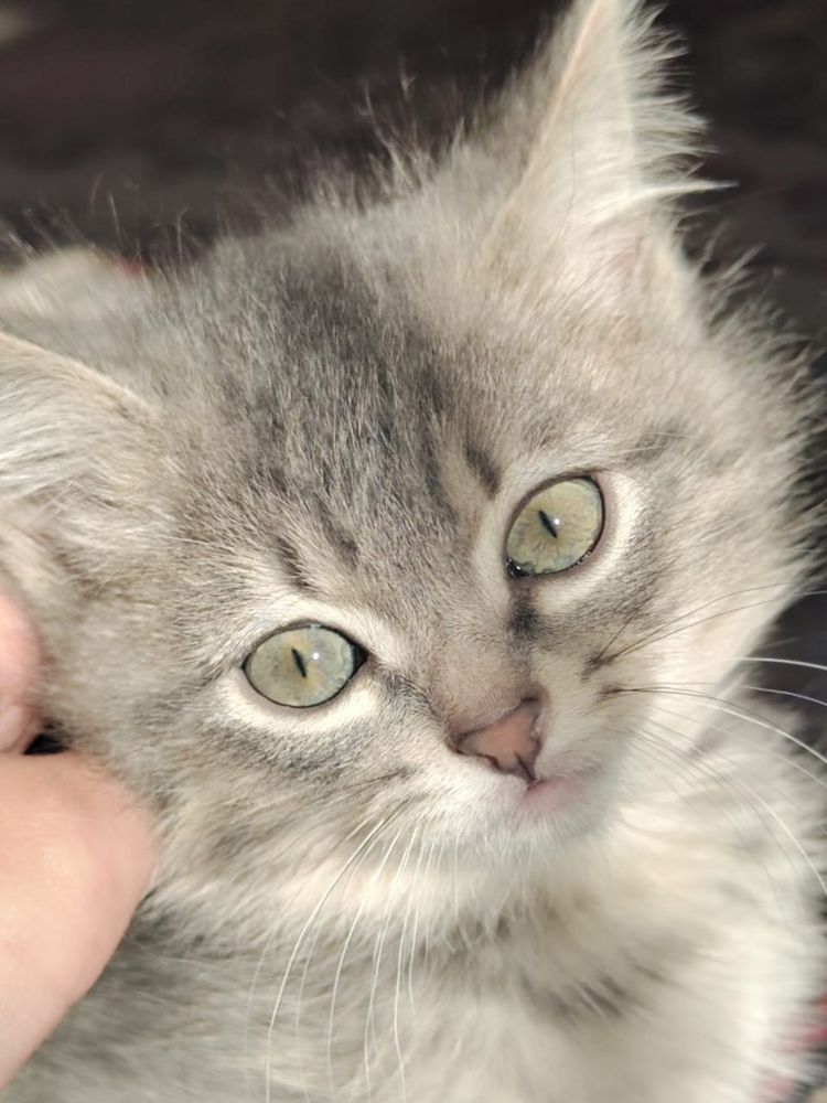 Милейшие котятки