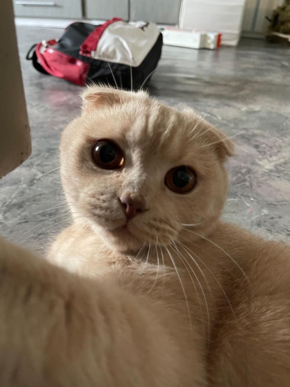 Отдам кота в добрые руки
