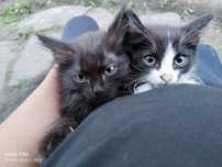 Отдам котят в добрые руки
