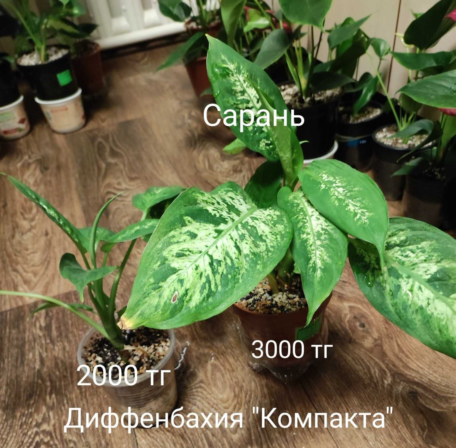 Драцена, Диффенбахия