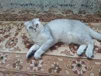 Два шотландских скоттиш фолд и скоттиш страйт