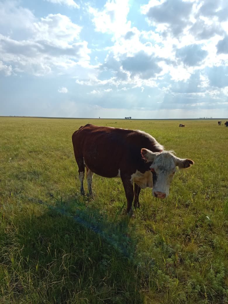 Продам корову белоголовая