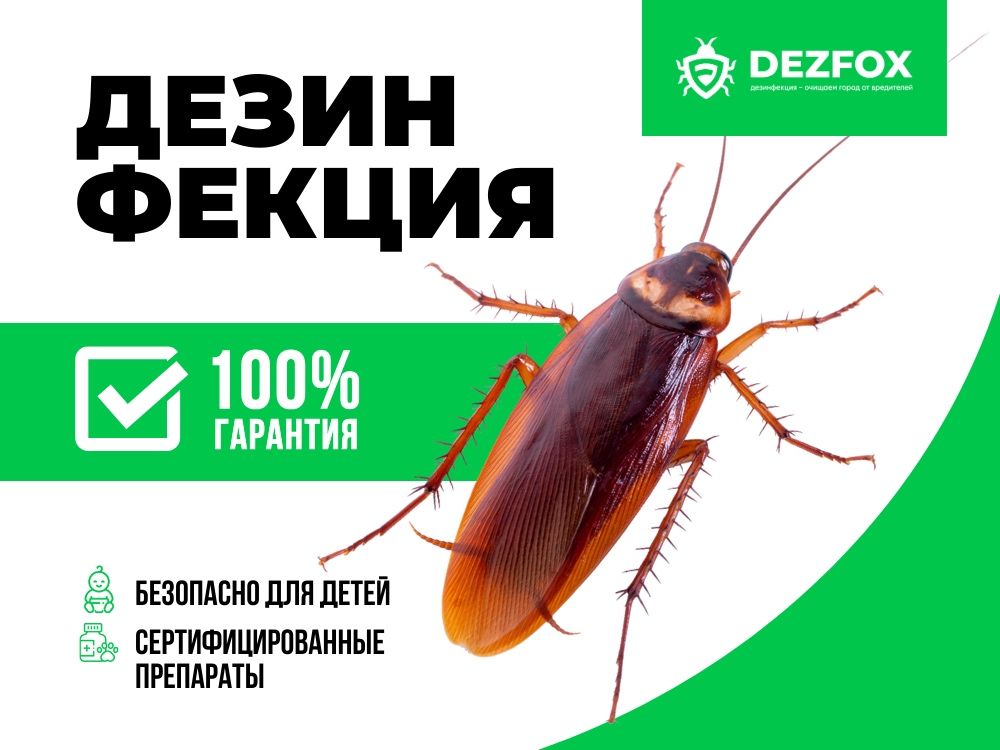 Дезинфекция Санобработка Избавиться От Тараканов Клопов Мышей Крыс