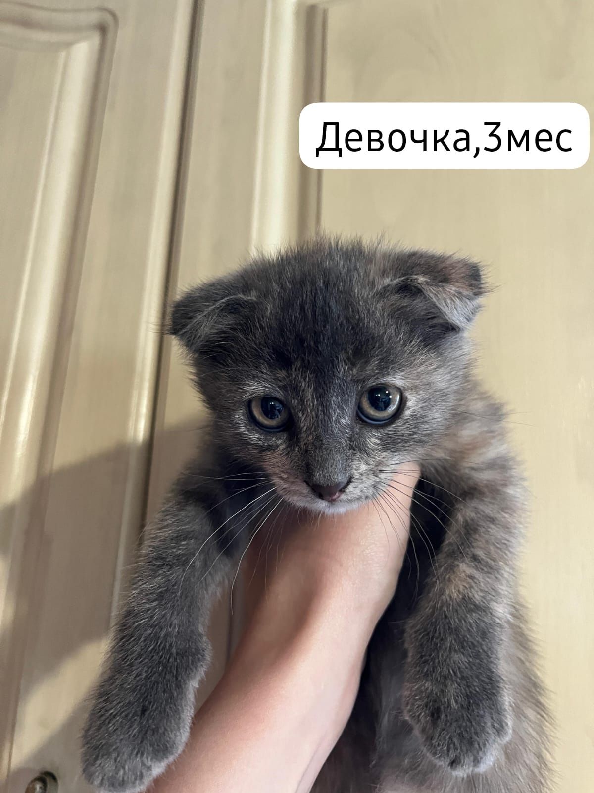Котята бесплатно
