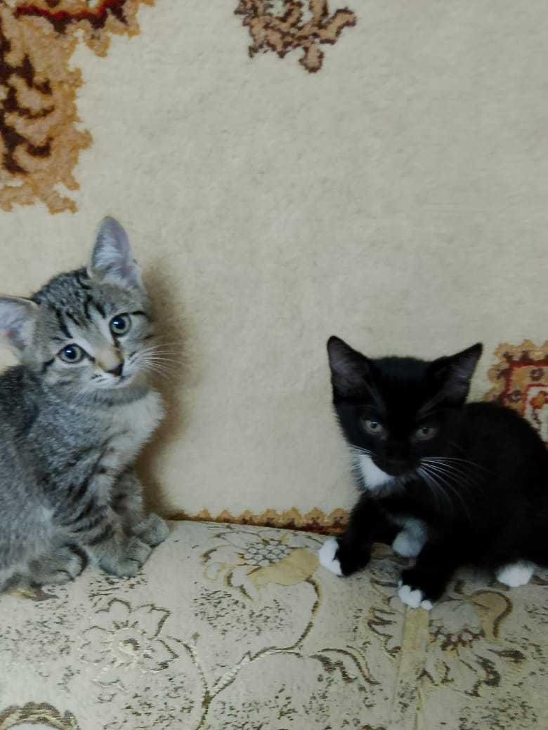 Милые котята ищут дом!