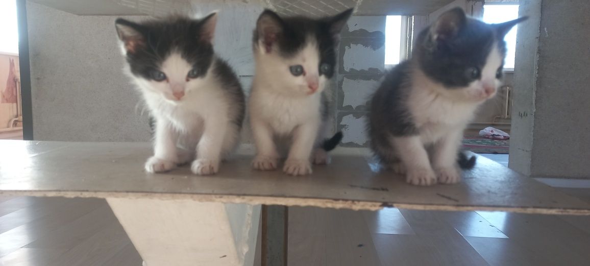 Отдам Котят в хорошие руки