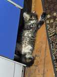 Котенок даром хороший