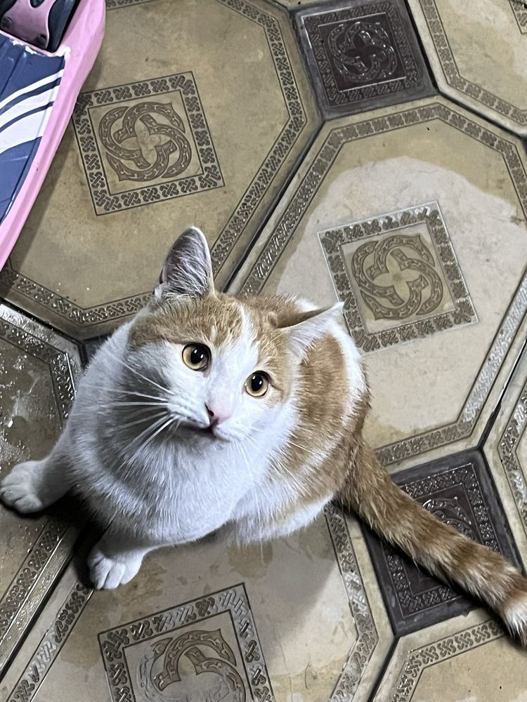 Отдаю кота в хорошие руки