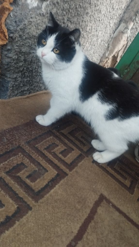 Отдам кота в хорошие руки