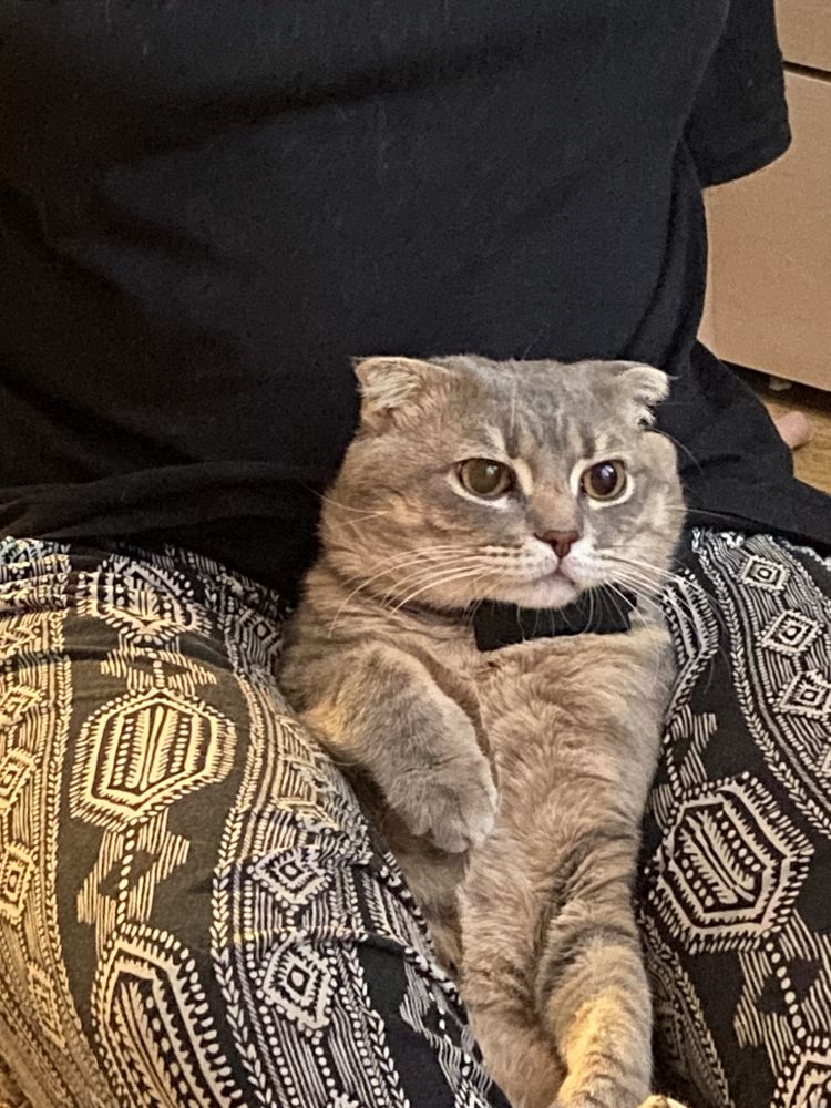 Вислоухий кот шотландец ВЯЗКА