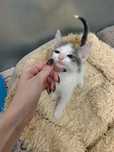 Котята ищут семью