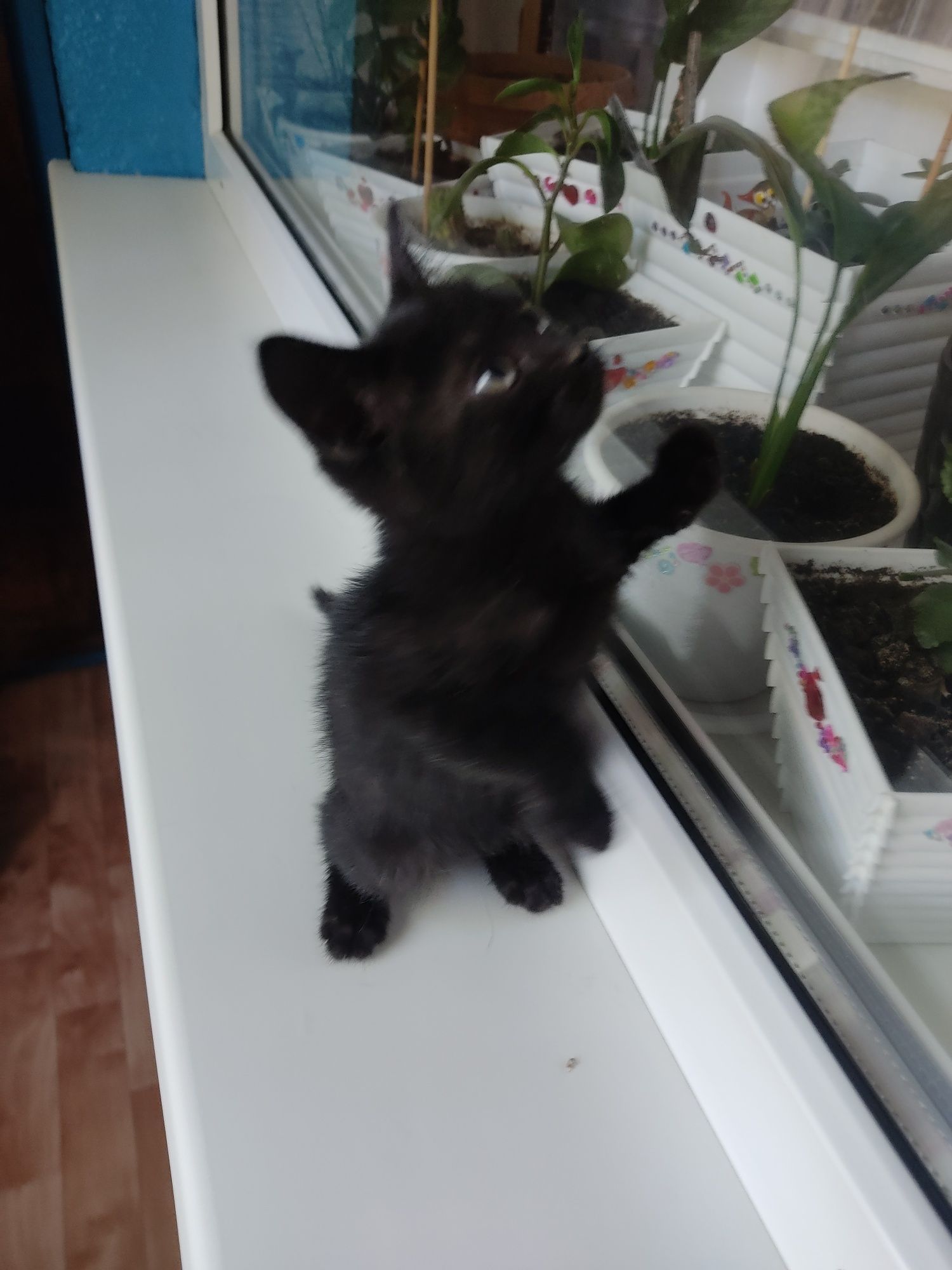 Котята в хорошие руки