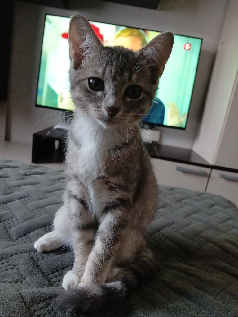 Отдам котенка девочка