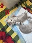 Котята британские