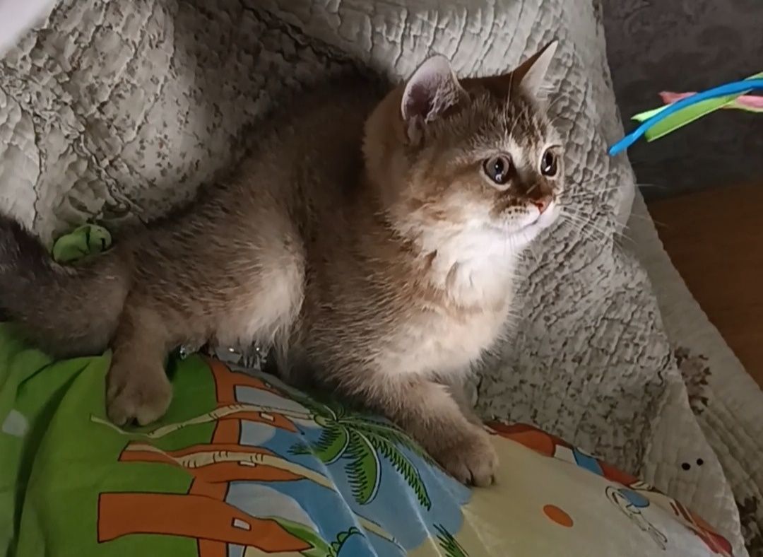 Британские котята "шиншиллы"
